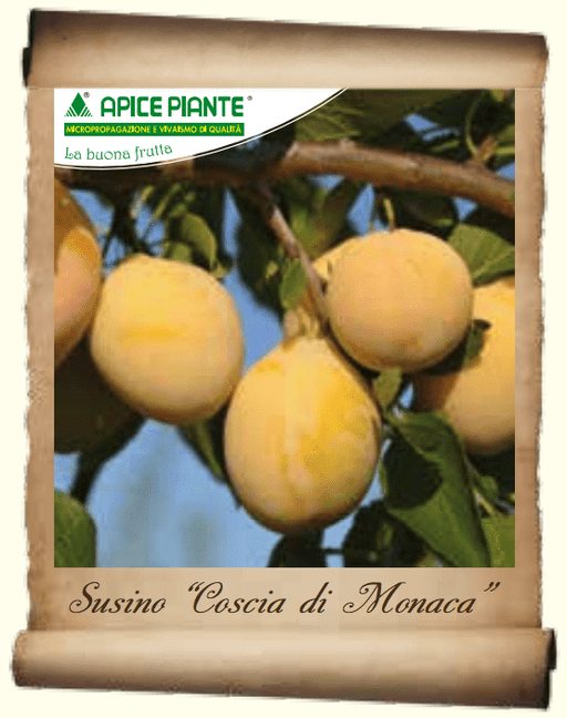 Susino Coscia di Monaca (Varietà Antica) - v. 20 cm - Apice Piante Apice piante (2498871)
