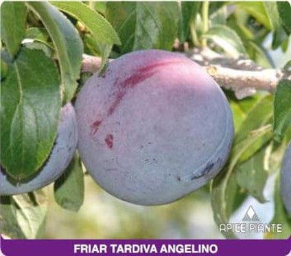 Susino Friar Tardivo Angelino - V. 20 cm - Apice Piante Apice piante (2498873)
