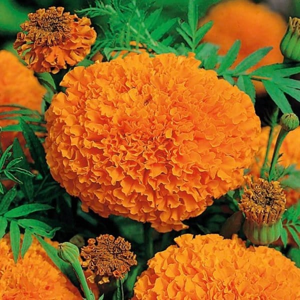 Tagete Nana Cupido - Vaso 10 cm MillStore (2498886)