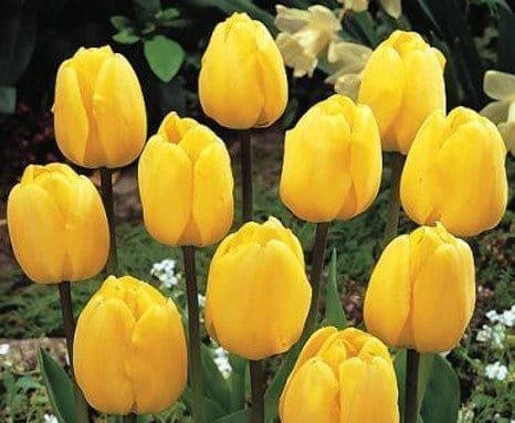 Tulipani Darwin Ibridi Gialli - Confezione da 5 bulbi Fioral (2499366)