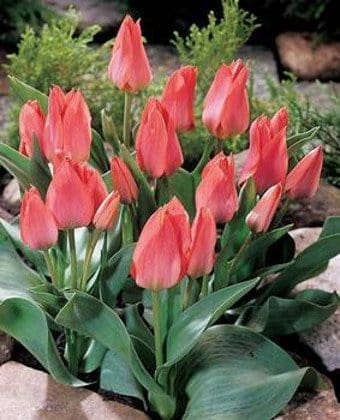 Tulipani Multiflora Toronto - Confezione da 5 bulbi Fioral (2499375)