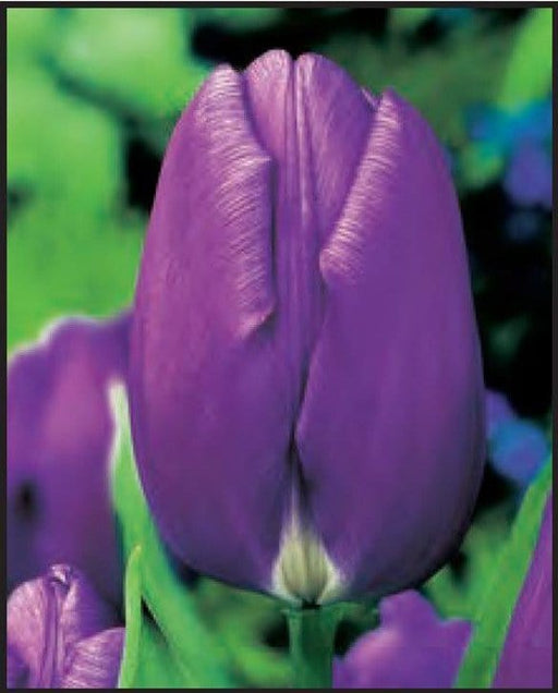 Tulipani Triumph Lilla - Confezione da 5 bulbi Fioral (2499385)
