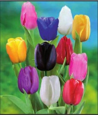 Tulipani Triumph Mixed - Confezione da 5 bulbi Fioral (2499387)