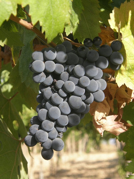 Vite Montepulciano - Senza vaso - Uva da vino Nera - Apice Piante Apice piante (2499878)