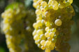 Vite Passerina - Senza vaso - Uva da vino Bianca - Apice Piante Apice piante (2499881)