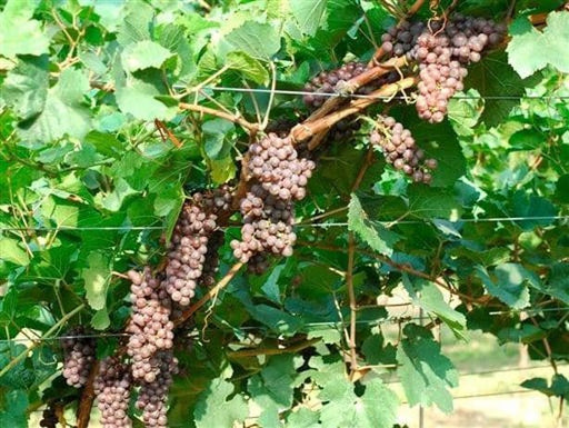 Vite Pinot Grigio senza vaso - Uva da vino Nera - Apice Piante Apice piante (2499883)
