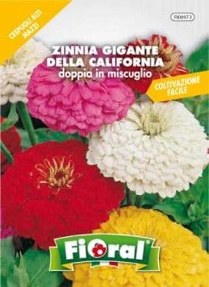 Zinnia Gigante della California Doppia in Miscuglio - Fioral Fioral (2500021)