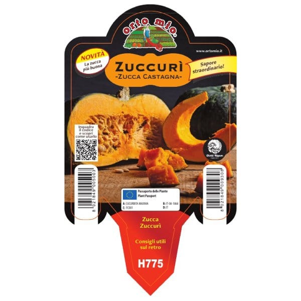 Zucca dolce Zuccurì la zucca castagna - 1 pianta v.10 cm - Orto Mio Orto Mio (2500080)