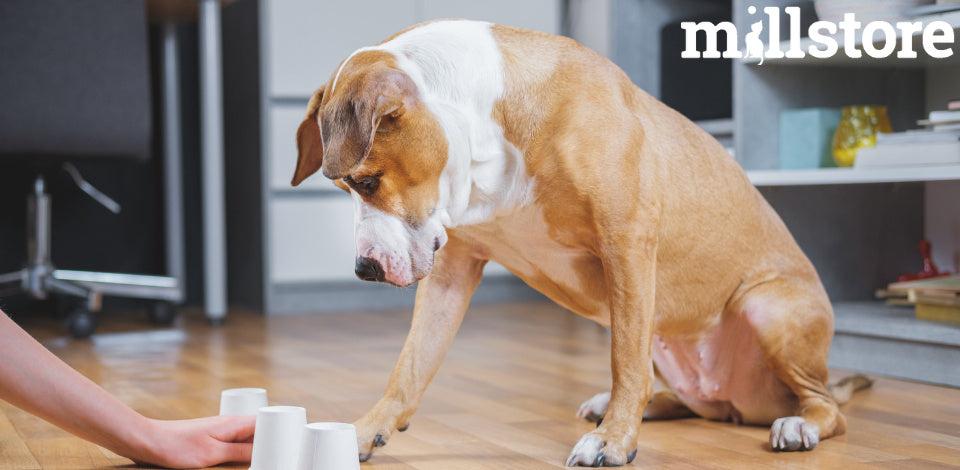 Come tenere attivo il tuo cane in casa con i giochi interattivi