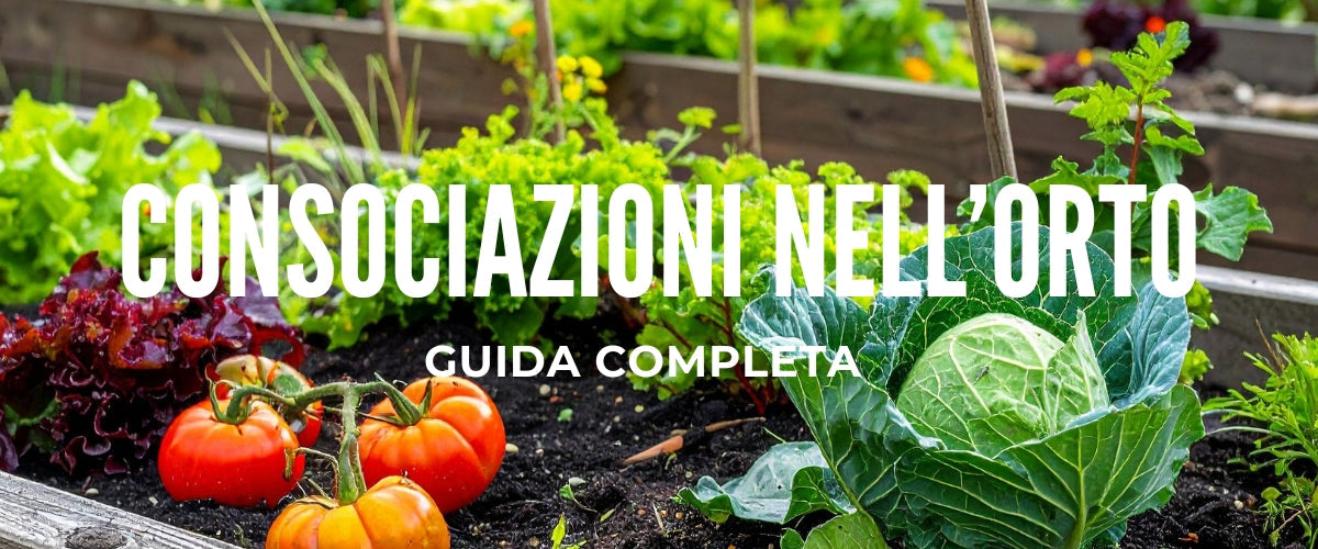 Consociazioni nell'orto: la guida completa per abbinare le piante e ottenere raccolti migliori