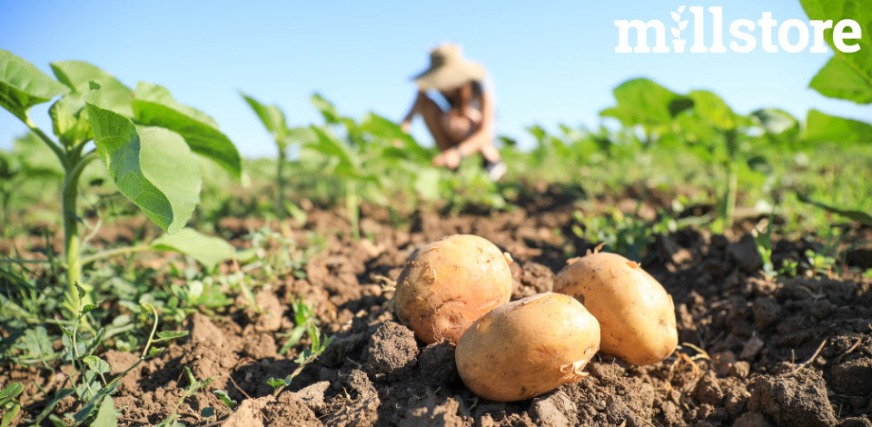 Guida alle patate spunta: raccolta, concimazione e accorgimenti ...