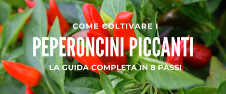 Come coltivare i peperoncini piccanti: la guida completa in 8 passi
