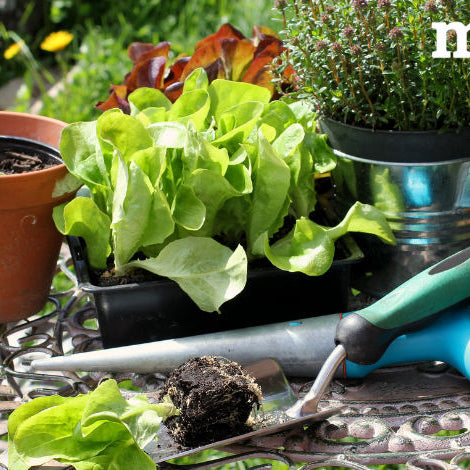 Guida completa agli attrezzi indispensabili per coltivare orto e giardino