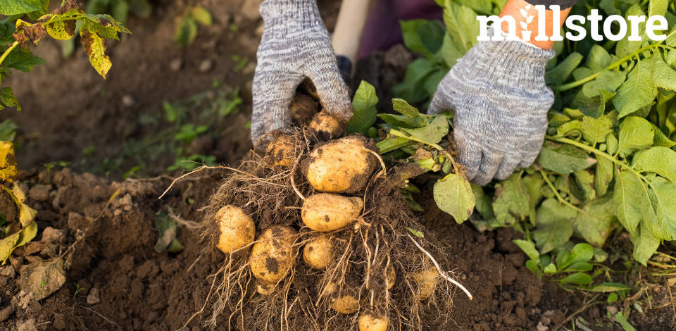 Le 4 migliori varietà di patate da semina: le proposte di Millstore