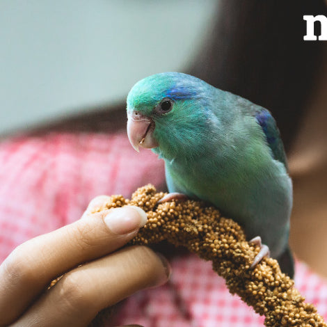 Mangime di qualità per uccelli: le 18 soluzioni di Millstore