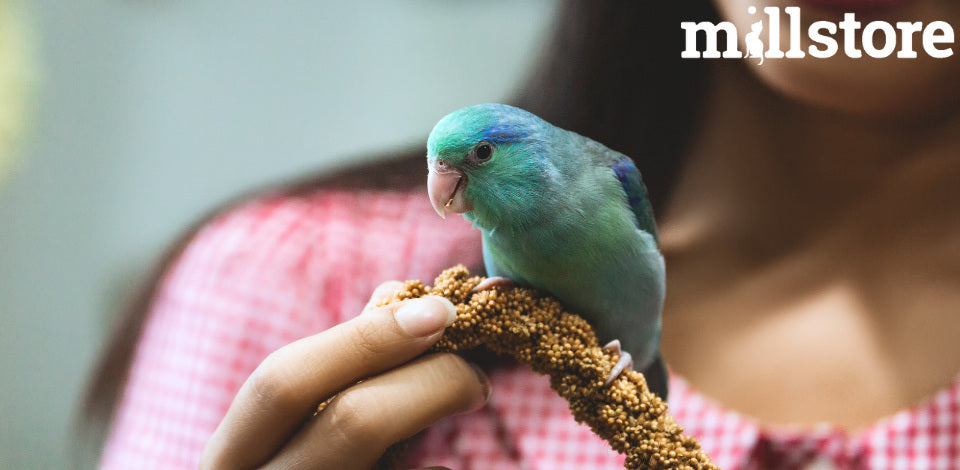 Mangime di qualità per uccelli: le 18 soluzioni di Millstore