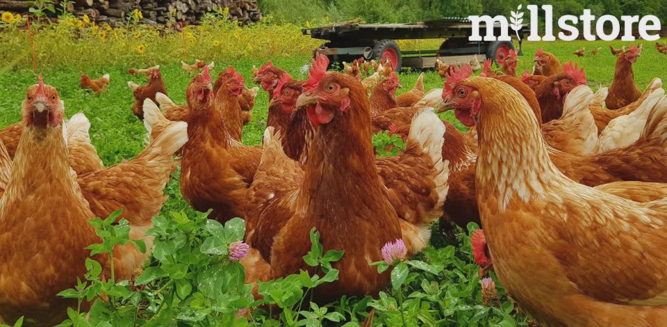 3 Migliori mangimi per le galline ovaiole secondo Millstore