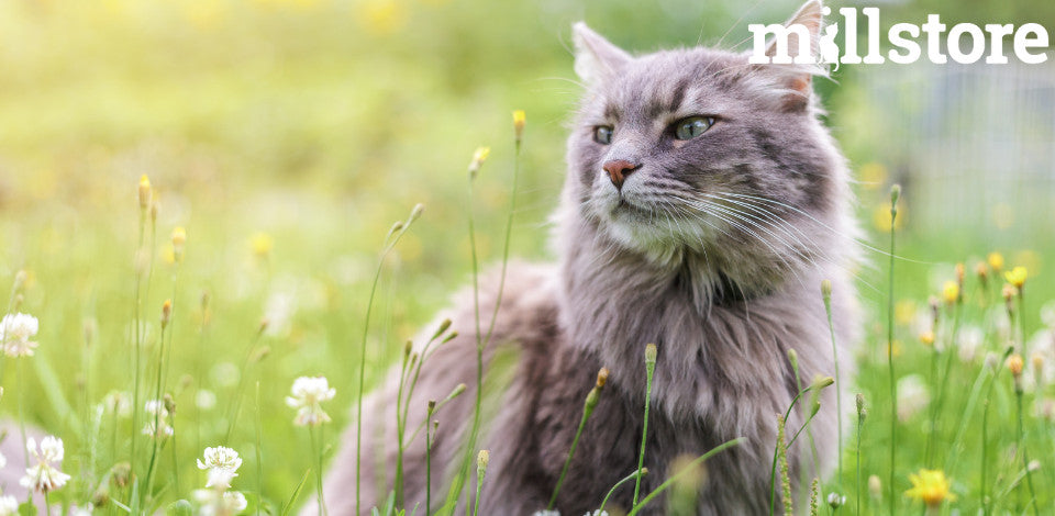 Quali prodotti proteggono il tuo gatto al meglio da pulci, zecche e parassiti?
