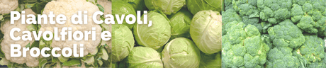 Piantine di Cavolfiori, Cavolo e Broccoli