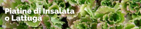 Piante di Insalata e Lattughe