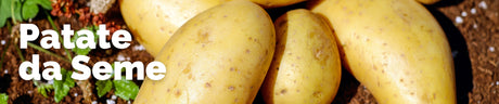 Patate da seme