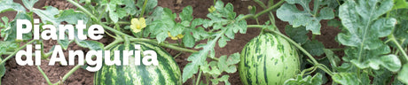 Piante Anguria