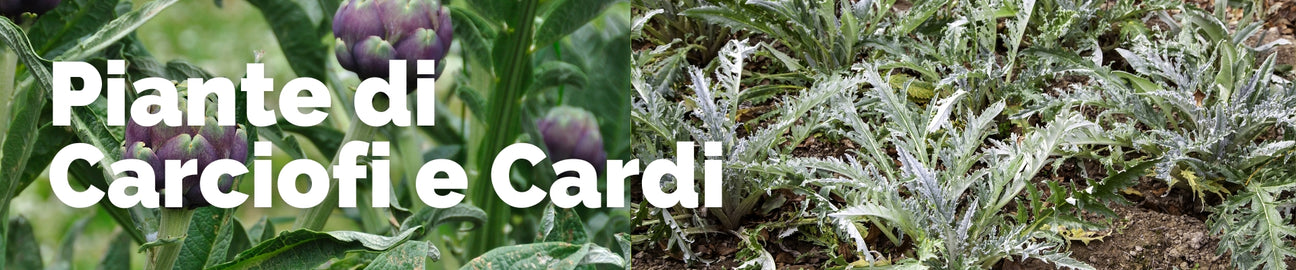 Piante di Carciofi e Cardi