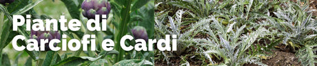 Piante di Carciofi e Cardi