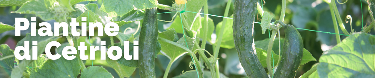 Piantine di Cetrioli