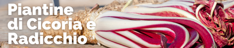 Piantine di Cicoria e Radicchio