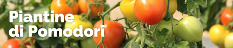 Piantine di Pomodori