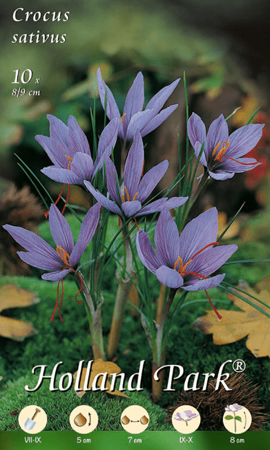 Crocus Sativus da Zafferano Fioral (2493380)