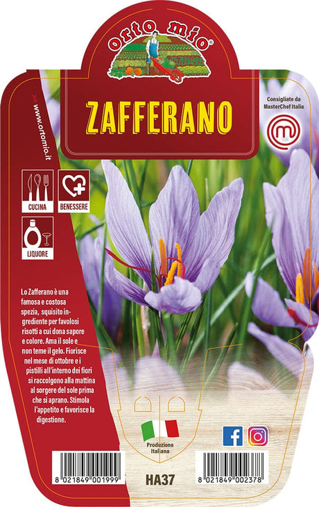 Zafferano - 1 pianta v.14 cm - Orto Mio Orto Mio (2499961)