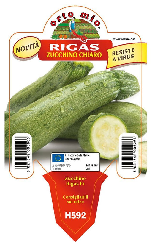 Zucchino chiaro faentino Graffiti F1-Rigas F1 - 1 pianta v.10 cm - Orto Mio Orto Mio (2500109)