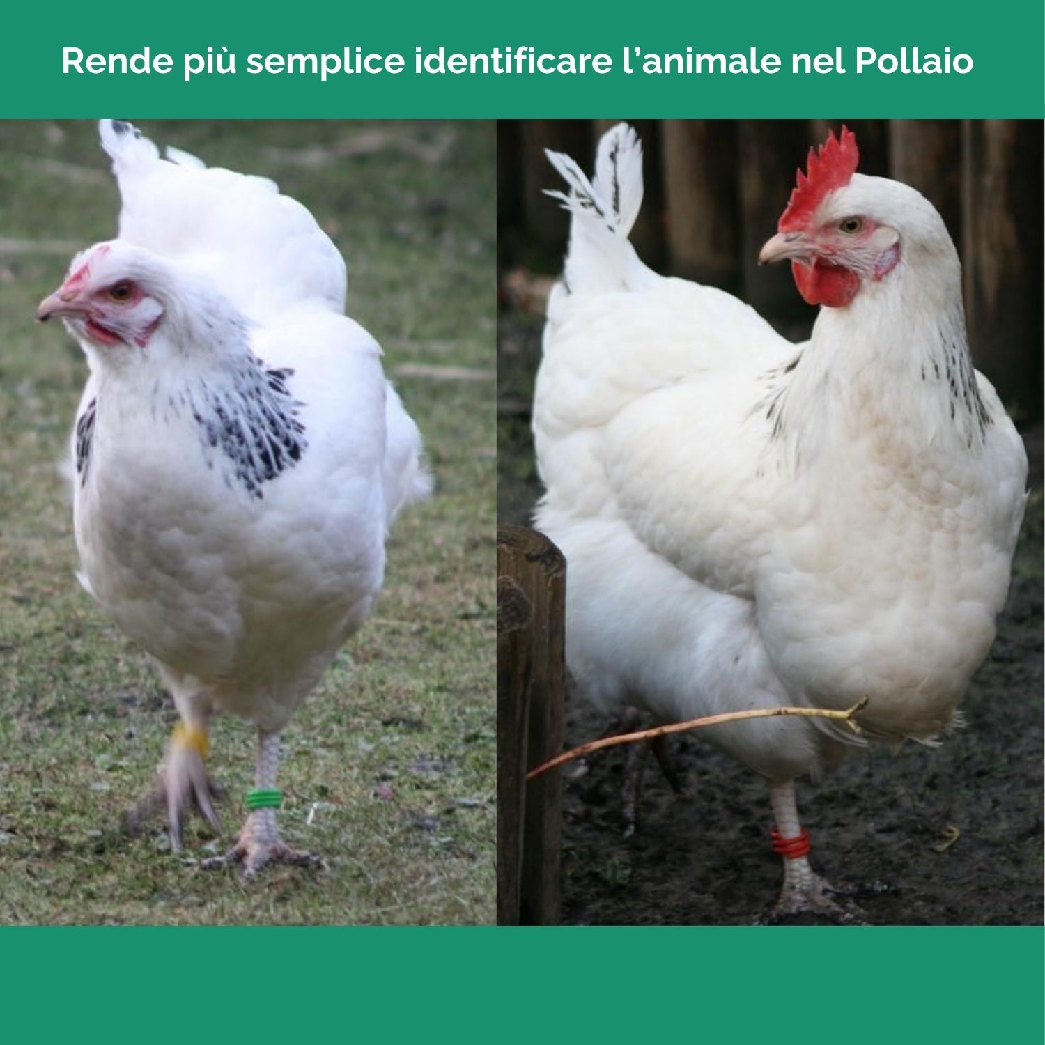 Anelli Per Zampe Uccelli 8 Mm - 100 Pezzi Multicolori Per Polli, Quaglie E Piccioni, Con Clip Facile - Foto 2