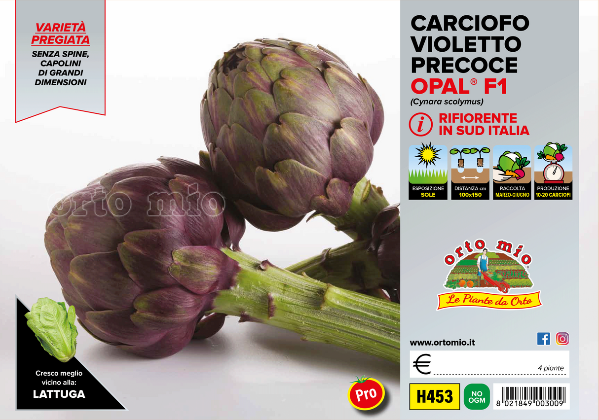 Carciofo Violetto rifiorente precoce Opal F1 - 4 piante - Orto Mio