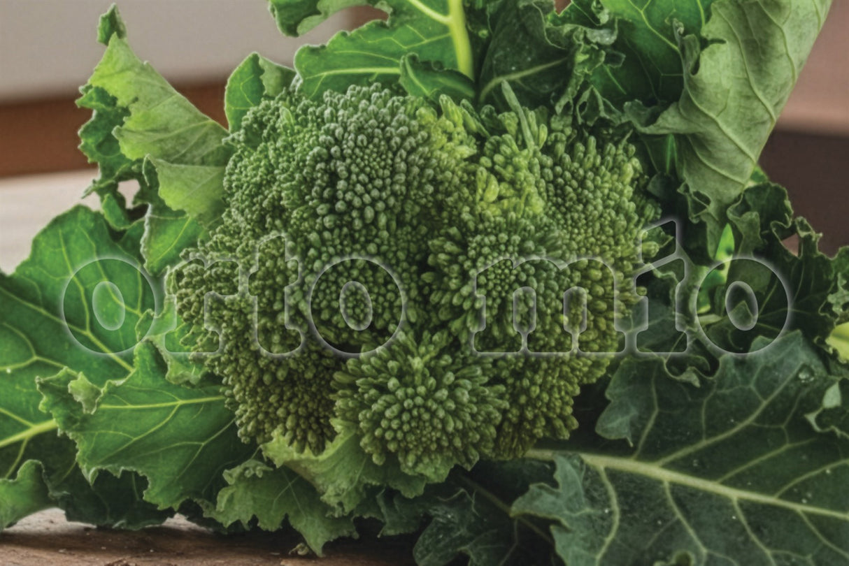 Cavolo Broccolo Broccolo di Natale (100 giorni) - 6 piante - Orto Mio