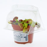 Borsa per contenere 1 pianta in un vaso KUMA ø12cm.