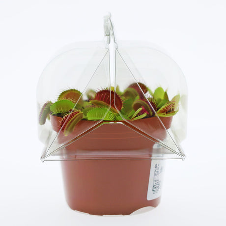 Borsa per contenere 1 pianta in un vaso KUMA ø12cm - Confezione da 350 pz