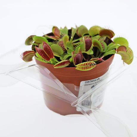 Borsa per contenere 1 pianta in un vaso KUMA ø12cm - Confezione da 350 pz