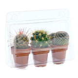 Confezione per contenere 3 piante in vasi di terracotta ø3,5 cm (Spang o Arca Italia).