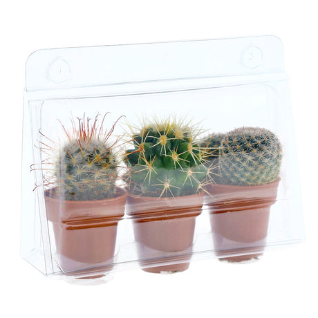 Confezione per contenere 3 piante in vasi di terracotta ø3,5 cm (Spang o Arca Italia) - Cartone da 750 pz
