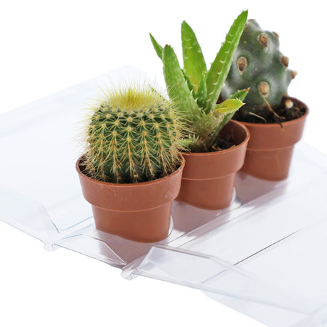 Confezione per contenere 3 piante in vasi di terracotta ø3,5 cm (Spang o Arca Italia) - Cartone da 750 pz