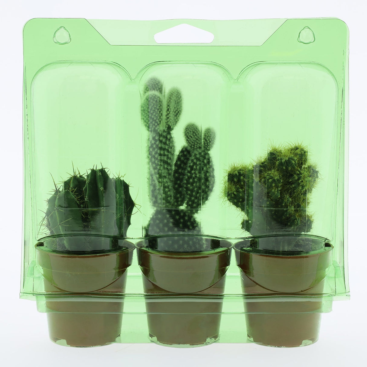 Confezione per trasportare 3 piante in vasi KUMA ø5,5 cm.