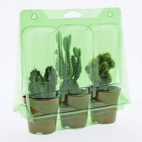 Confezione per trasportare 3 piante in vasi KUMA ø5,5 cm.
