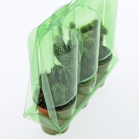 Confezione per trasportare 3 piante in vasi KUMA ø5,5 cm - Cartone da 600 pz