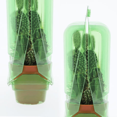 Confezione per trasportare 3 piante in vasi KUMA ø5,5 cm - Cartone da 600 pz