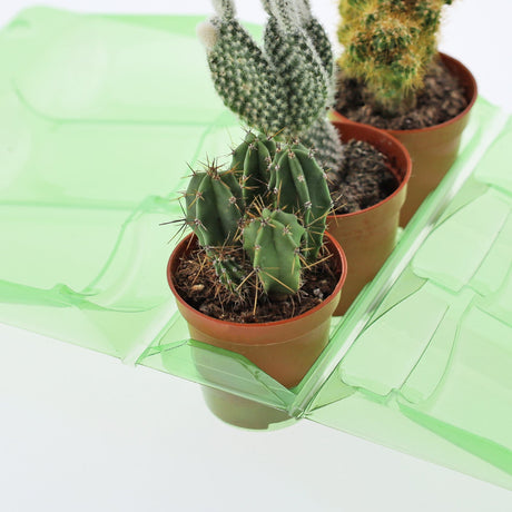 Confezione per trasportare 3 piante in vasi KUMA ø5,5 cm - Cartone da 600 pz