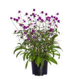 Gomphrena ping pong - 1 pianta v. 14 cm