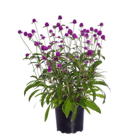 Gomphrena ping pong - 1 pianta v. 14 cm